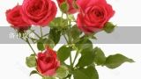 洛神玫瑰,“洛神花”已经开花，什么时候可以摘下？