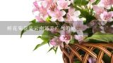 鲜花菊花是云南还是广州的好,云南特色花卉有哪些
