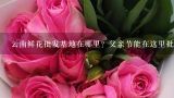 云南鲜花批发基地在哪里？父亲节能在这里批发吗？云南鲜花批发价格贵吗？有没有便宜的渠道推荐？