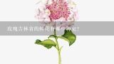 玫瑰吉林省的鲜花有哪些历史?