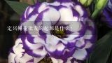 定兴鲜花批发的起源是什么?