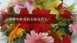 云南哪些鲜花的名称是什么?