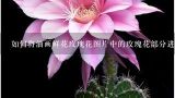 如何将油画鲜花玫瑰花图片中的玫瑰花部分进行细分并将其绘制成不同风格的玫瑰花?