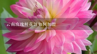 云南玫瑰鲜花饼如何加盟