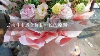 云南斗南适合鲜花生长的原因？