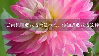 云南昆明蓝花楹烂漫生长，你知道蓝花楹这种花吗？