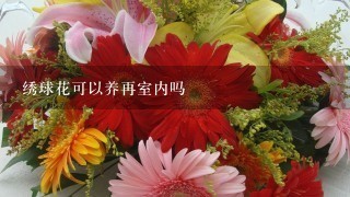 绣球花可以养再室内吗