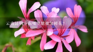 云南昆明斗南哪里能批发鲜花？