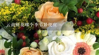 云南鲜花哪个季节最便宜