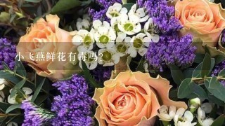 小飞燕鲜花有毒吗？