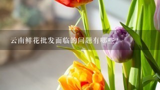 云南鲜花批发面临的问题有哪些？