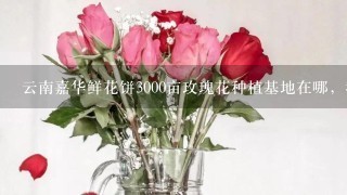 云南嘉华鲜花饼3000亩玫瑰花种植基地在哪，我在网上查了查大概在曲靖市马龙县，求具体位置，要离昆明