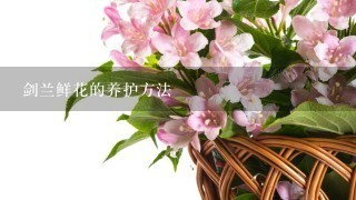 剑兰鲜花的养护方法