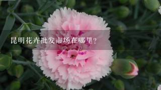 昆明花卉批发市场在哪里？