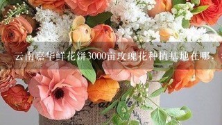 云南嘉华鲜花饼3000亩玫瑰花种植基地在哪，我在网上