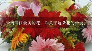 云南丽江最美的花，和关于这朵花的传说、祝福？