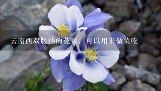 云南西双版纳的花朵，可以用来做菜吃