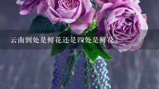 云南到处是鲜花还是四处是鲜花？