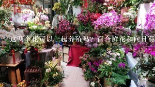 这两个花可以一起养殖吗？百合鲜花和向日葵鲜花可以放在一个瓶子里养殖吗