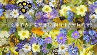 什么季节去云南好呀?云南有什么好玩的呀?