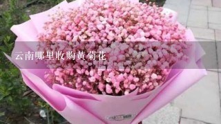 云南哪里收购黄菊花