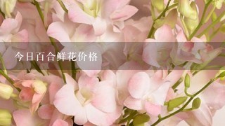 今日百合鲜花价格