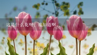 这是什么花呀？谁知道啊。