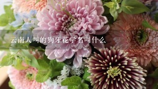 云南人叫的狗牙花学名叫什么