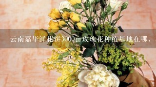 云南嘉华鲜花饼3000亩玫瑰花种植基地在哪，我在网上查了查大概在曲靖市马龙县，求具体位置，要离昆明