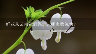 鲜花从云南运到深圳，哪家物流快？