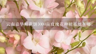 云南嘉华鲜花饼3000亩玫瑰花种植基地在哪，我在网上