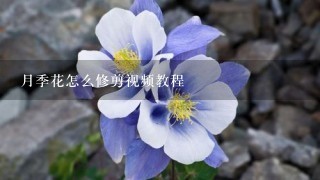 月季花怎么修剪视频教程