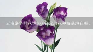 云南嘉华鲜花饼3000亩玫瑰花种植基地在哪，我在网上查了查大概在曲靖市马龙县，求具体位置，要离昆明