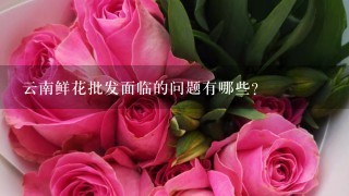 云南鲜花批发面临的问题有哪些？