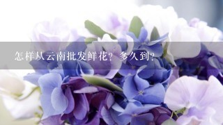 怎样从云南批发鲜花？多久到？