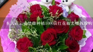 本人在云南楚雄种植1000亩红花椒去哪找收购商花椒