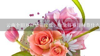 云南个旧万亩梨花绽放，你觉得春日时节什么花最好看