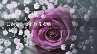 云南蒙自哪有鲜花卖啊？