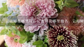 云南鲜花哪里好，云南鲜花哪里出名，云南鲜花哪里可以买得到。