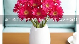 剑兰鲜花的养殖方法和注意事项 怎么养殖剑兰