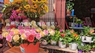 昆明花卉批发市场在哪里？