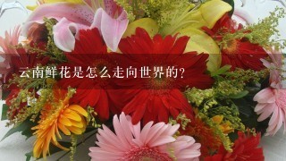 云南鲜花是怎么走向世界的？