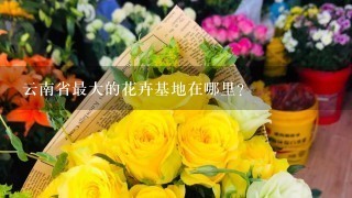 云南省最大的花卉基地在哪里？