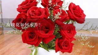 玫瑰花如何水养？