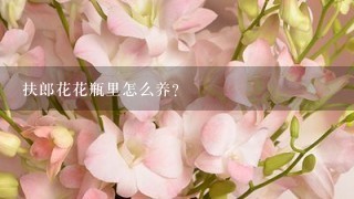 扶郎花花瓶里怎么养?