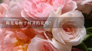 梅花是梅子树开的花吗？