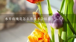 水养玫瑰花怎么养才不会枯萎