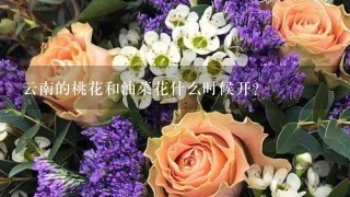 云南的桃花和油菜花什么时候开？