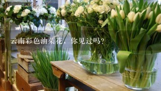 云南彩色油菜花，你见过吗？