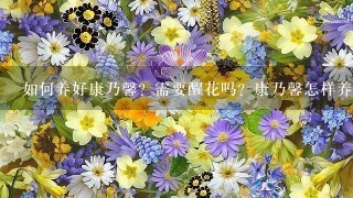 如何养好康乃馨？需要醒花吗？康乃馨怎样养护？